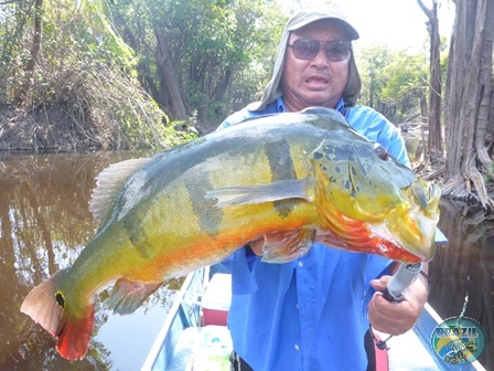 Fotos da pesca esportiva na regio Amazonica