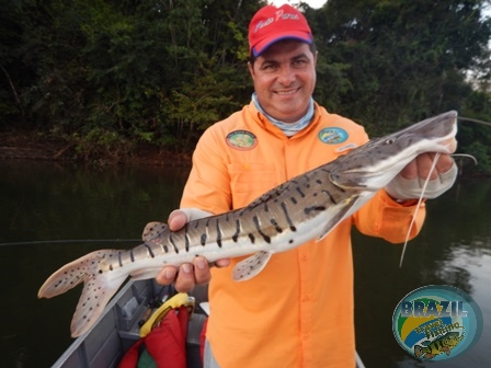 Fotos da pesca esportiva no rio Juruena